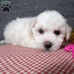 Snowy, Bichon Frise Puppy