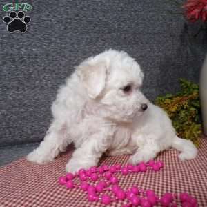 Snowy, Bichon Frise Puppy