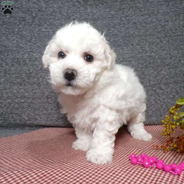 Snowy, Bichon Frise Puppy