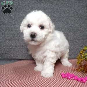 Angel, Bichon Frise Puppy