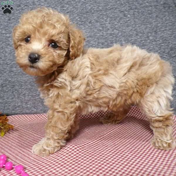 Trista, Bich-Poo Puppy