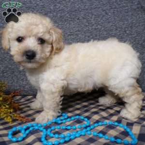 Tyler, Bich-Poo Puppy