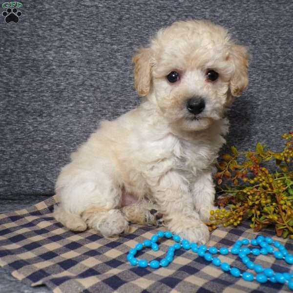 Tyler, Bich-Poo Puppy