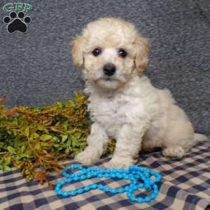 Tyler, Bich-Poo Puppy