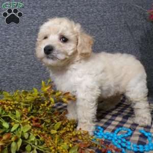 Tyler, Bich-Poo Puppy