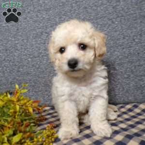 Tyler, Bich-Poo Puppy