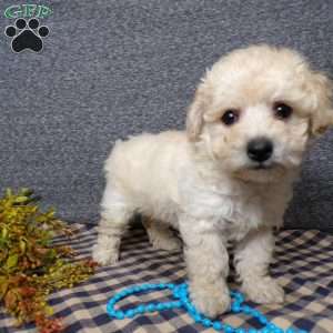 Tyler, Bich-Poo Puppy