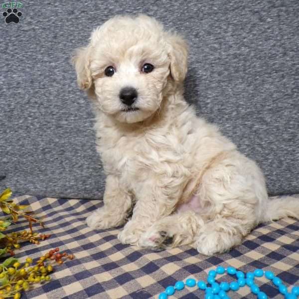 Tator, Bich-Poo Puppy