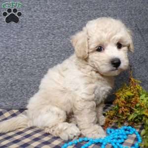 Tator, Bich-Poo Puppy