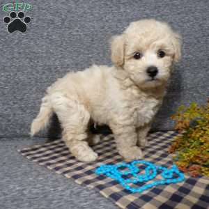 Tator, Bich-Poo Puppy