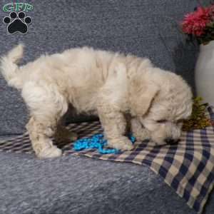 Tator, Bich-Poo Puppy