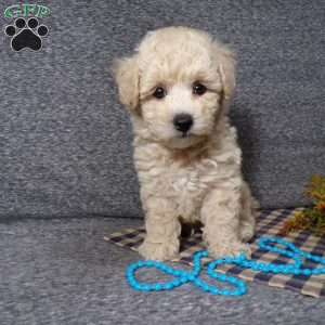 Tator, Bich-Poo Puppy