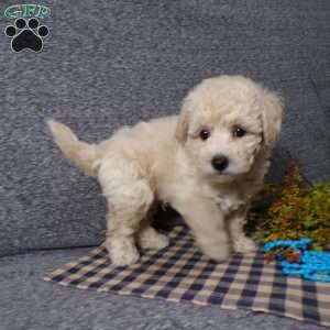 Tator, Bich-Poo Puppy