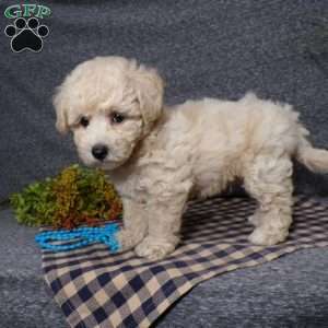 Tator, Bich-Poo Puppy