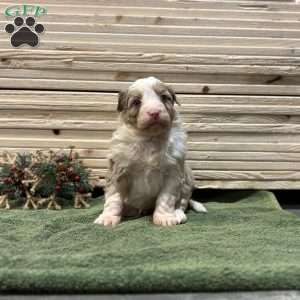 Trixie, Borderdoodle Puppy