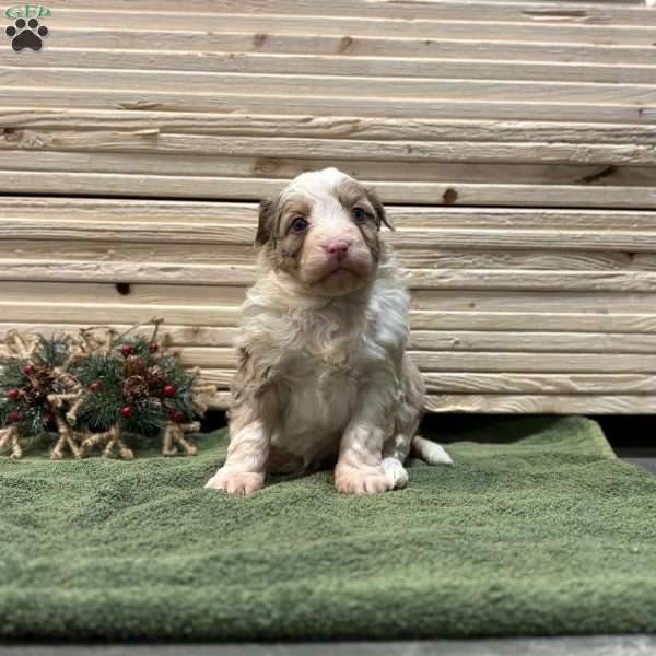 Trixie, Borderdoodle Puppy