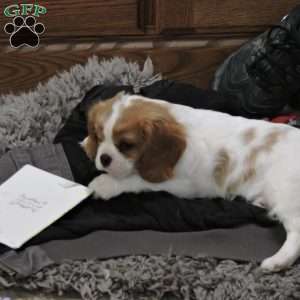 Zachary, Cavalier King Charles Spaniel Puppy