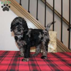 Kringle, Mini Labradoodle Puppy