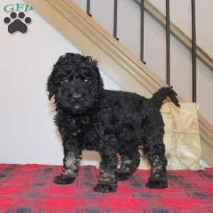 Koko, Mini Labradoodle Puppy