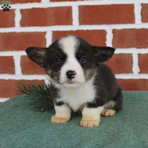 Josh, Pembroke Welsh Corgi Puppy