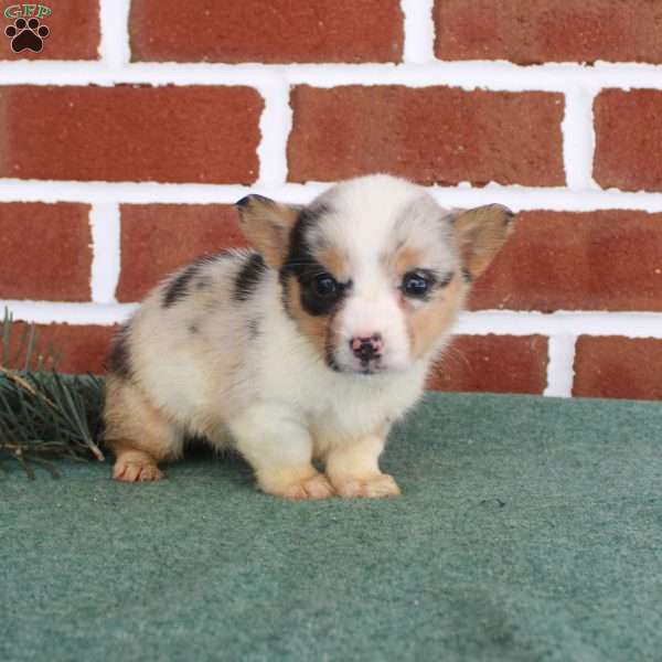 Janessa, Pembroke Welsh Corgi Puppy