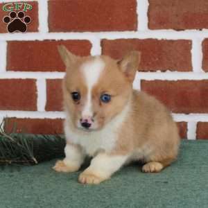 Justin, Pembroke Welsh Corgi Puppy