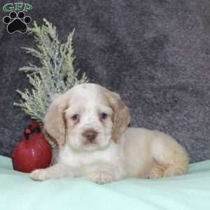 Star, Cocker Spaniel Puppy