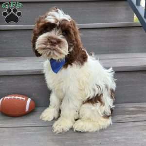 Ricco, Cockapoo Puppy