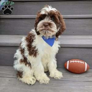 Ricco, Cockapoo Puppy