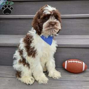 Ricco, Cockapoo Puppy