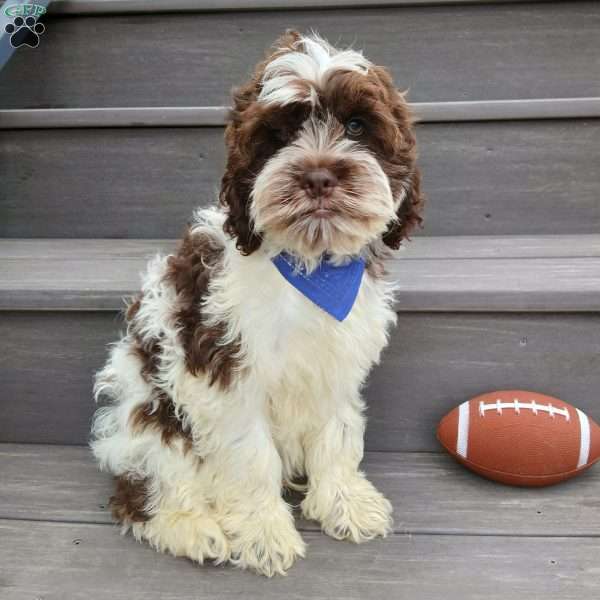 Ricco, Cockapoo Puppy