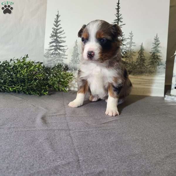 Ashley, Miniature Australian Shepherd Puppy