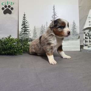 Ashley, Miniature Australian Shepherd Puppy