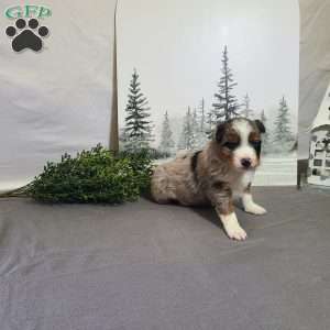 Ashley, Miniature Australian Shepherd Puppy