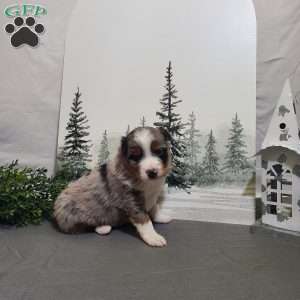 Ashley, Miniature Australian Shepherd Puppy