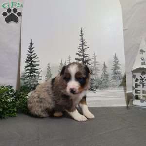 Ashley, Miniature Australian Shepherd Puppy