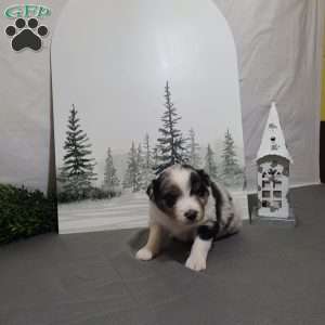 Alex, Miniature Australian Shepherd Puppy