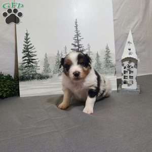Alex, Miniature Australian Shepherd Puppy