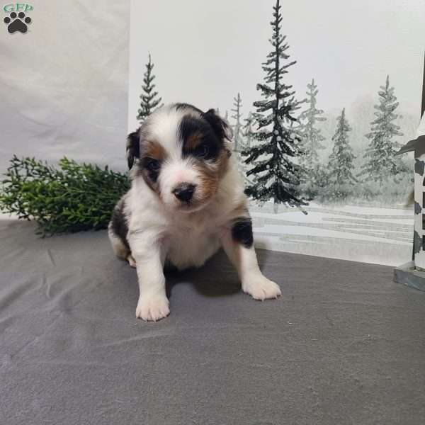Alex, Miniature Australian Shepherd Puppy