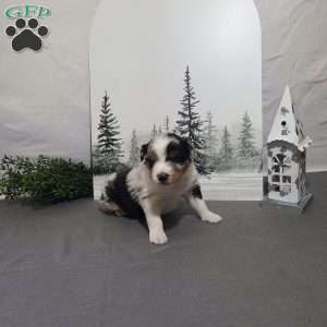 Alex, Miniature Australian Shepherd Puppy