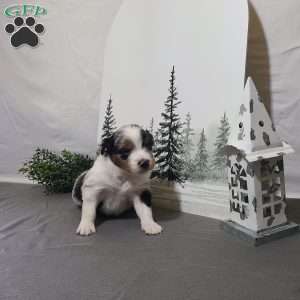 Alex, Miniature Australian Shepherd Puppy