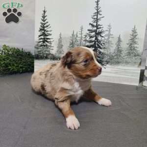 Apple, Miniature Australian Shepherd Puppy