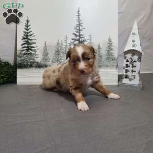 Apple, Miniature Australian Shepherd Puppy