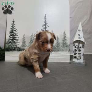 Apple, Miniature Australian Shepherd Puppy