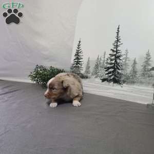 Apple, Miniature Australian Shepherd Puppy