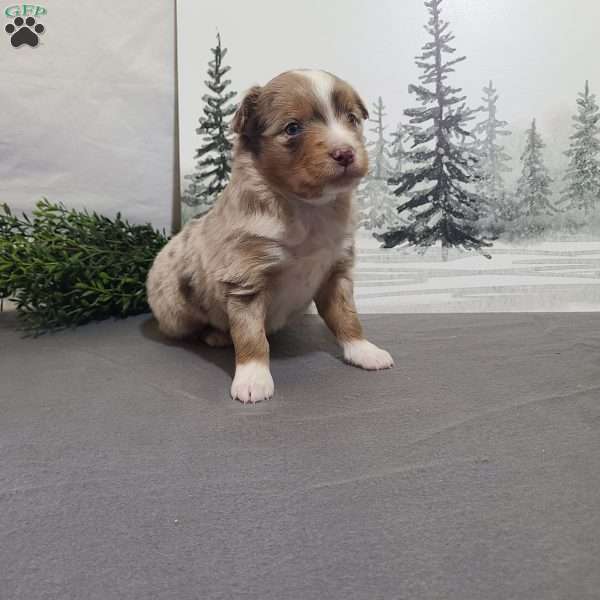 Apple, Miniature Australian Shepherd Puppy