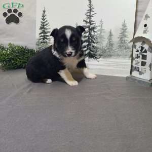 Annie, Miniature Australian Shepherd Puppy