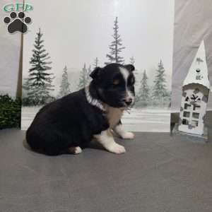 Annie, Miniature Australian Shepherd Puppy