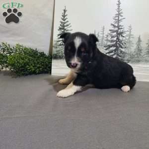 Annie, Miniature Australian Shepherd Puppy