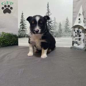 Annie, Miniature Australian Shepherd Puppy